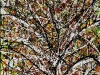 APPLE ORCHARD - CHANGING SEASONS   2008