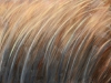 WIND IN TALL GRASSES   2005