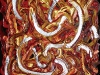 WHEN WORMS EAT MAGIC MUSHROOMS   2008