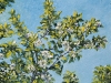 APPLE BLOSSOMS   1999