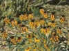 BLACK-EYED SUSANS  
