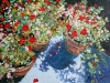 FLOWER POTS   1999