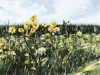 WILDFLOWERS 