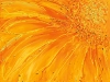 YELLOW GARDEN   2003
