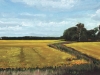 COULEE THROUGH THE YELLOW FIELD   2008