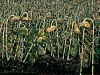 FIELD OF SUNFLOWERS   1999