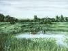 COWS AND POND 