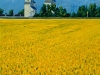ROSENFELD   1999
