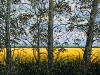 SHELTERBELTS   1999