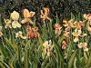 TULIPS   1999
